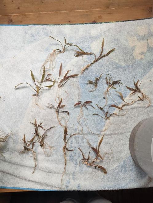 Stekjes Cryptocoryne Wendtii 'bruin', Antiek en Kunst, Kunst | Tekeningen en Foto's, Ophalen of Verzenden