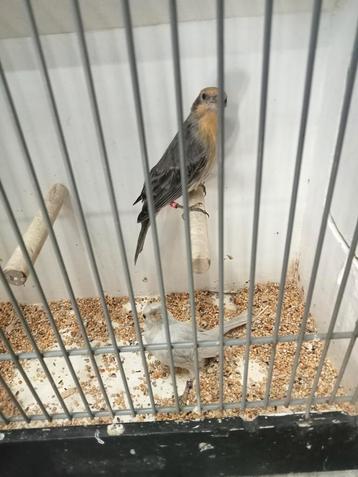 Te koop diverse vogels  beschikbaar voor biedingen