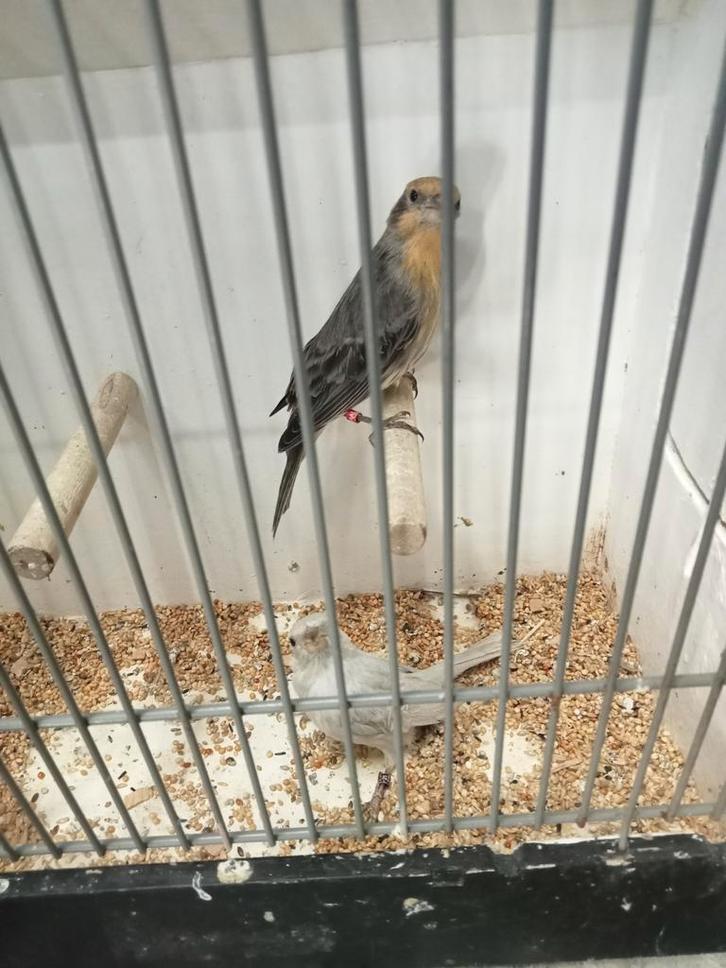 Te koop diverse vogels, Dieren en Toebehoren, Vogels | Overige Vogels, Meerdere dieren