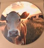 Koejen schilderij 40X40, Huis en Inrichting, Woonaccessoires | Schilderijen, Tekeningen en Foto's, Ophalen of Verzenden, Nieuw