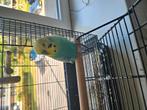 Vogel/hamster/cavia oppas, Mannelijk, Parkiet