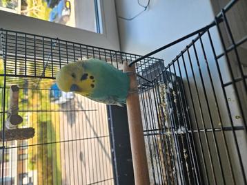 Vogel/hamster/cavia oppas beschikbaar voor biedingen
