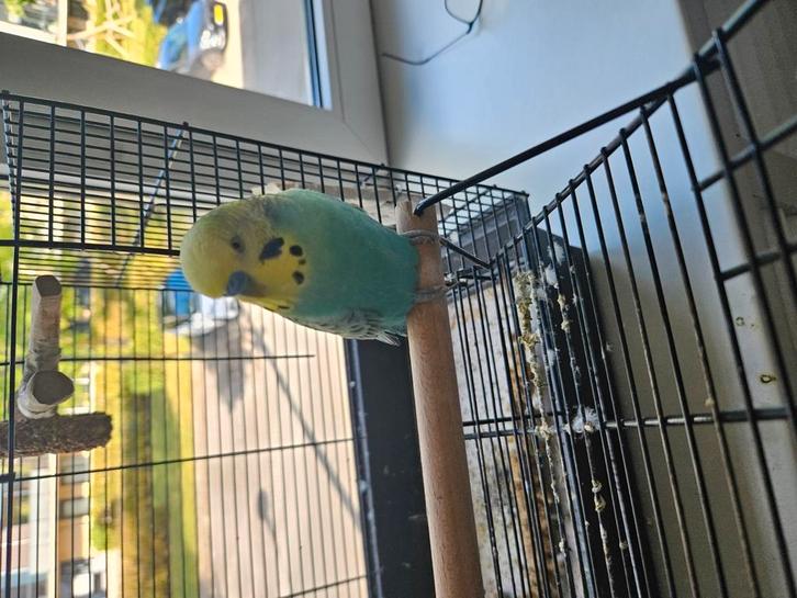 Vogel/hamster/cavia oppas, Dieren en Toebehoren, Vogels | Parkieten en Papegaaien, Parkiet, Mannelijk