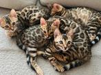 Bengaal kittens met stamboom, Meerdere dieren, Met stamboom, 0 tot 2 jaar