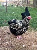 Orpington groot haan, Dieren en Toebehoren, Pluimvee, Mannelijk, Kip