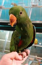 Edelpapegaai man super tam en echt super lief., Dieren en Toebehoren, Vogels | Parkieten en Papegaaien, Mannelijk, Papegaai, Tam