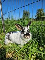 Sefa zoekt een huisje! (gevaccineerd), Dieren en Toebehoren, Konijnen, Vrouwelijk, Middelgroot, 0 tot 2 jaar