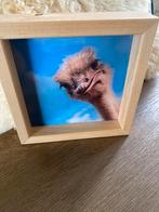 Grappige Struisvogel Foto in Houten Lijst, Ophalen of Verzenden, Zo goed als nieuw, Foto of Poster, Minder dan 50 cm