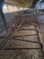 Te koop  kalfen  boxsen