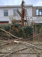 Januari-actie: boom vellen voor 250 euro, Tuin en Terras, Planten | Bomen, Ophalen of Verzenden, Volle zon, Overige soorten