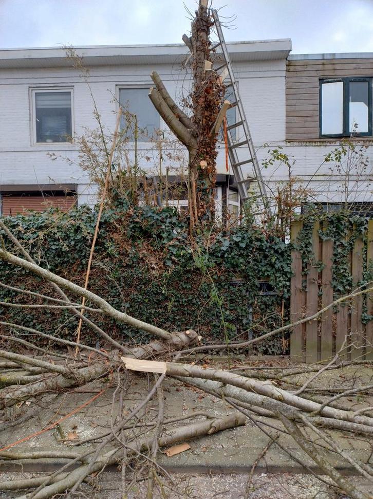 Januari-actie: boom vellen voor 250 euro, Tuin en Terras, Planten | Bomen, Overige soorten, Volle zon, Ophalen of Verzenden