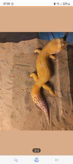 Luipaardgekko man, Dieren en Toebehoren, Reptielen en Amfibieën, Hagedis, Tam, 3 tot 6 jaar