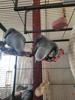 Te koop 2 Grijze Roodstaart papegaaien, Meerdere dieren, Papegaai, Geringd