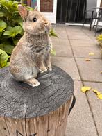 Dwergkonijntje, Dieren en Toebehoren, Meerdere dieren, Dwerg