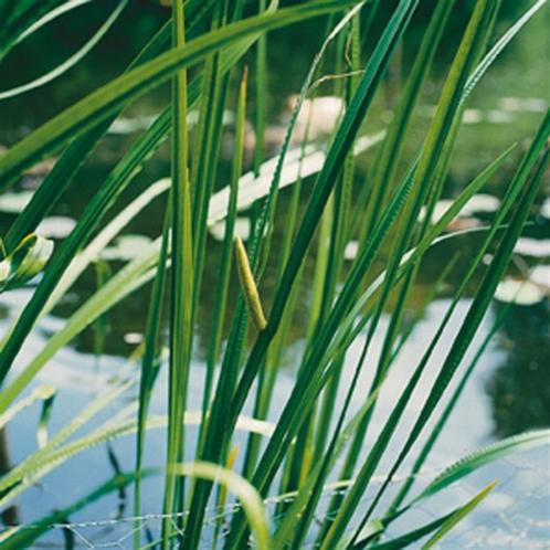 Vijverplanten, zuurstofplanten, vijveraarde, vijversubstraat, Tuin en Terras, Planten | Tuinplanten, Vaste plant, Vijverplanten