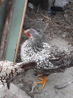 wyandotte Krielen, Dieren en Toebehoren, Pluimvee, Meerdere dieren, Kip