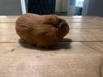Knappe simba is nu ook te koop cavia beertje, Dieren en Toebehoren, Mannelijk, Cavia, Na 1 juli 2024, Tam