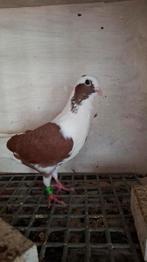 3 x Syrische duiven., Mannelijk, Overige soorten