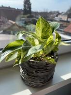 Epipremnum Marble Queen, Huis en Inrichting, Kamerplanten, Ophalen of Verzenden, Groene kamerplant