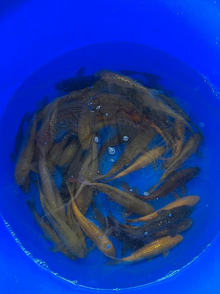 Chagoi mix, Dieren en Toebehoren, Vissen | Vijvervissen, Karper of Koi