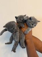 Britse korthaar kittens. Nog 1 beschikbaar !, Dieren en Toebehoren, Katten en Kittens | Raskatten | Korthaar, Meerdere dieren