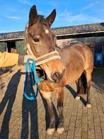 Te koop Haflingermerrie kruising Fries, Dieren en Toebehoren, Pony's, Merrie, Niet van toepassing, 7 tot 10 jaar, Recreatiepony