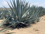 Agave americana Toliman blue planten, Tuin en Terras, Overige soorten, Volle zon, Vaste plant, Ophalen of Verzenden