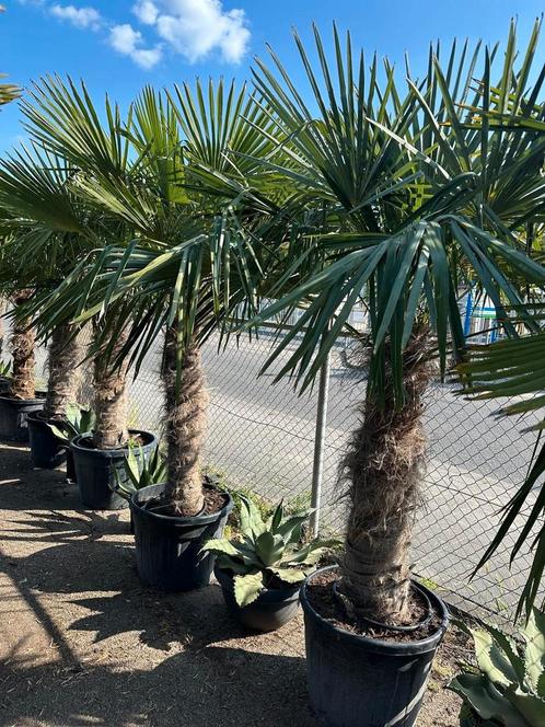 Palmboom/ palmbomen, Tuin en Terras, Planten | Bomen, Palmboom, 100 tot 250 cm, Volle zon, Zomer, Ophalen