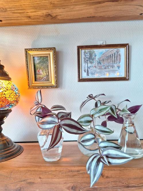 Tradescantia Zebrina stekjes 🌱, Huis en Inrichting, Kamerplanten, Overige soorten, Minder dan 100 cm, Ophalen