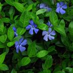 Vinca minor - Maagdenpalm, Ophalen, Bodembedekkers, Volle zon, Vaste plant