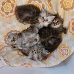 Te koop Perzische kittens, Dieren en Toebehoren, Katten en Kittens | Raskatten | Langhaar, Meerdere dieren, Ontwormd, 0 tot 2 jaar