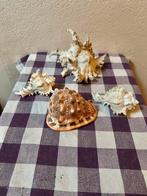 3 x Murex schelp 1 x Cassis Rufa, Ophalen of Verzenden, Schelp(en)