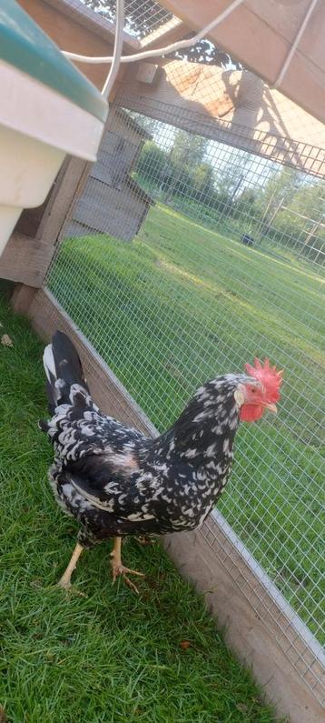 Koppeltje Bonte Leghorn kippen, aan de leg beschikbaar voor biedingen