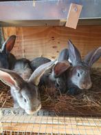 Mooie lieve grote konijnen,  Vlaamse x Duitse reus, Dieren en Toebehoren, Konijnen, Meerdere dieren, Groot