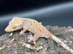 Correlophus ciliatus - Wimpergekko, Dieren en Toebehoren, Hagedis