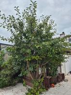 Kersenboom circa 3,5 meter hoog, Overige soorten, Lente, 250 tot 400 cm, Ophalen