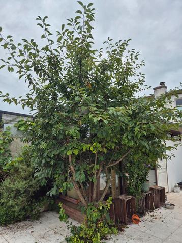 Kersenboom circa 3,5 meter hoog beschikbaar voor biedingen