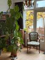 Monstera plant smal hoog 250cm, Bloeit niet, Halfschaduw, Overige soorten, 100 tot 250 cm