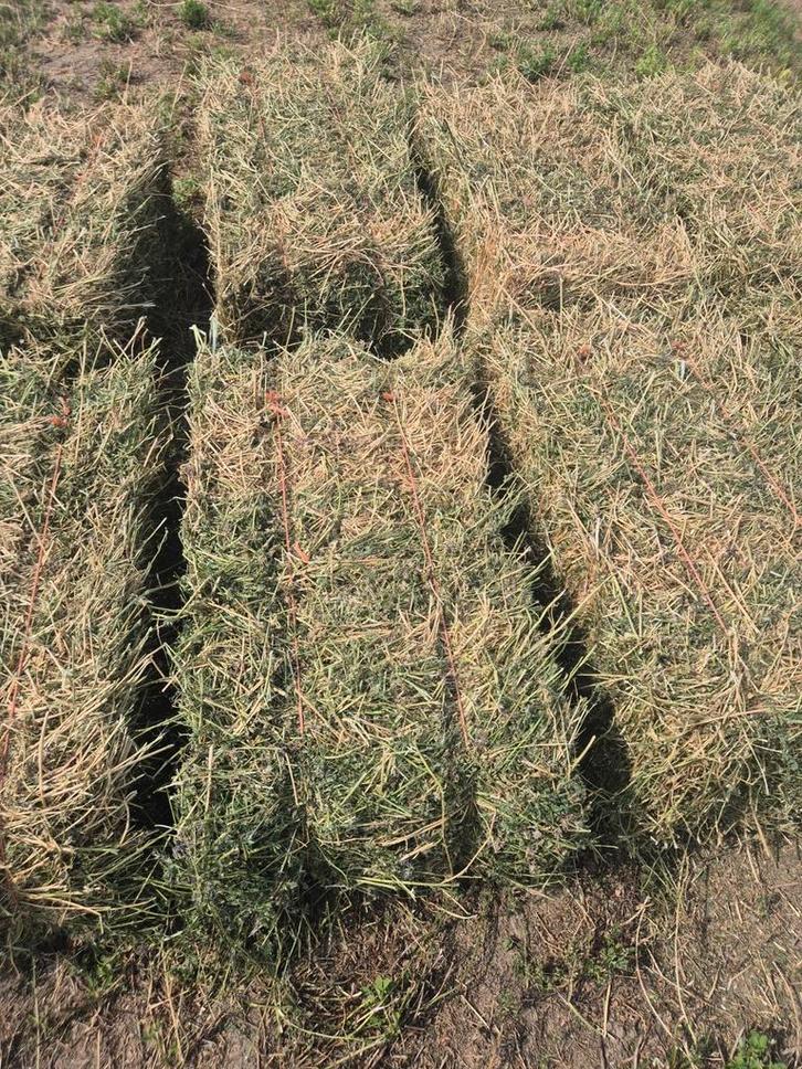 luzerne hooi in kleine pakjes of Midibalen > stro, vlas., Zakelijke goederen, Agrarisch | Veevoer, Ophalen