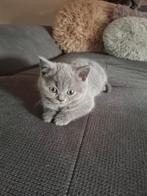 Aub dit mannetje snel kopen. SNEL KOPEN. Volledig geënt., Dieren en Toebehoren, Katten en Kittens | Raskatten | Korthaar, Meerdere dieren