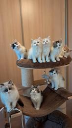 Te koop:prachtige zuivere siberische  kittens, Dieren en Toebehoren, Meerdere dieren, Ontwormd