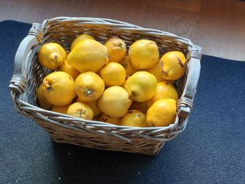 Kweeperen in rieten mand - 6 kg beschikbaar voor biedingen