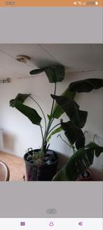 Strelitzia., Huis en Inrichting, Kamerplanten, Overige soorten, Halfschaduw, 200 cm of meer, Ophalen