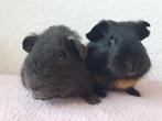 Diverse jonge cavia zeugjes en beertjes, Dieren en Toebehoren, Knaagdieren, Meerdere dieren, Cavia, Na 1 juli 2024, Tam