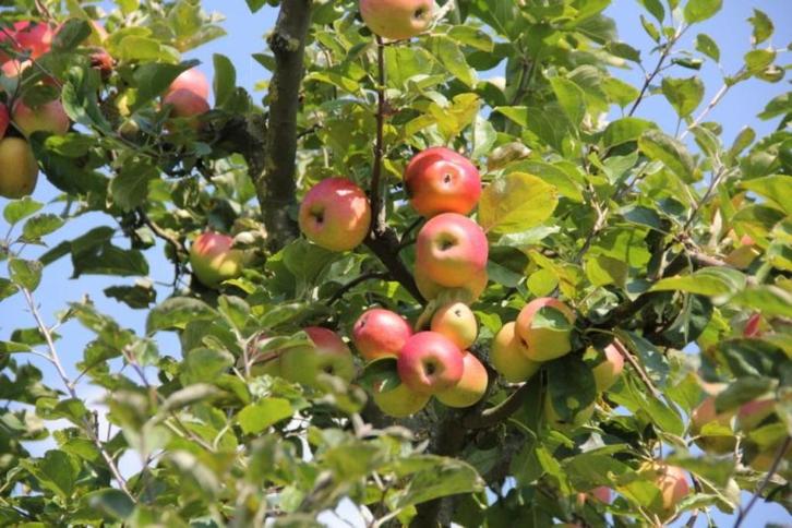 fruitbomen, Tuin en Terras, Planten | Fruitbomen, Appelboom, 100 tot 250 cm, Lente, In pot, Ophalen