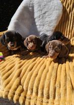 Kortharige kaninchen dwergteckel dwerg teckel pups, Dieren en Toebehoren, Reu, 8 tot 15 weken, Dwerg, Meerdere