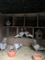 Birmingham rollers koppel, Dieren en Toebehoren, Vogels | Duiven, Meerdere dieren