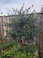 Olijfboom te koop + speciale hoes, Tuin en Terras, Bloeit niet, 100 tot 250 cm, Olijfboom, Ophalen