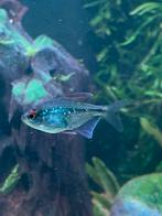 Gratis 1 stuks diamantzalm, Dieren en Toebehoren, Vis