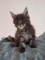 Mooie en sociale maine coon kittens te koop, Dieren en Toebehoren, Katten en Kittens | Raskatten | Langhaar, Meerdere dieren, Ontwormd
